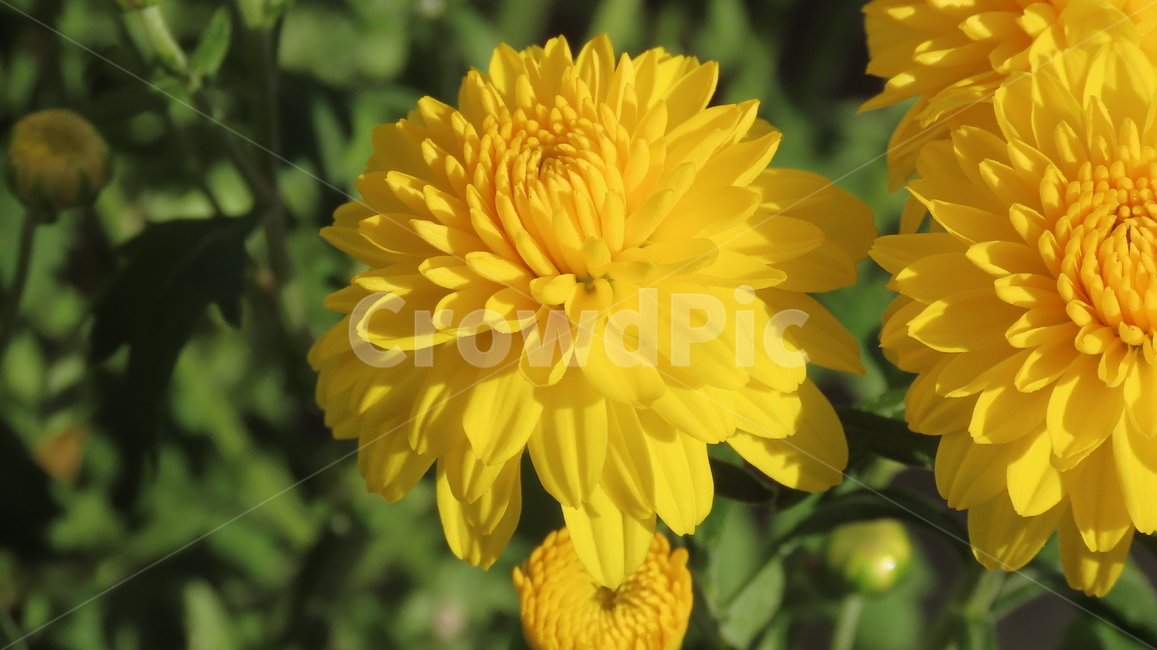 노란꽃,blossom,식물,plant,flower,꽃,식물,자연,plants,nature,꽃,flower