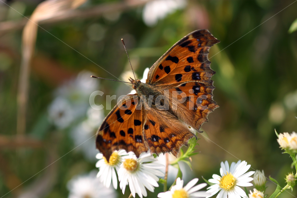 곤충,나비,큰흰줄표범나비,나비와꽃,나비사진,동물,animal,곤충,벌레,insect,bug