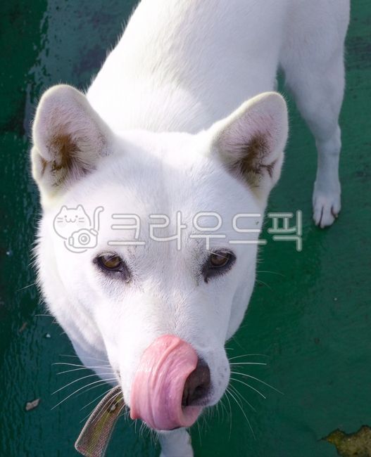 Poongsan dog,white dog,Pets,puppy,Baekgu,country dog,Jindo dog,animal,dog,pet