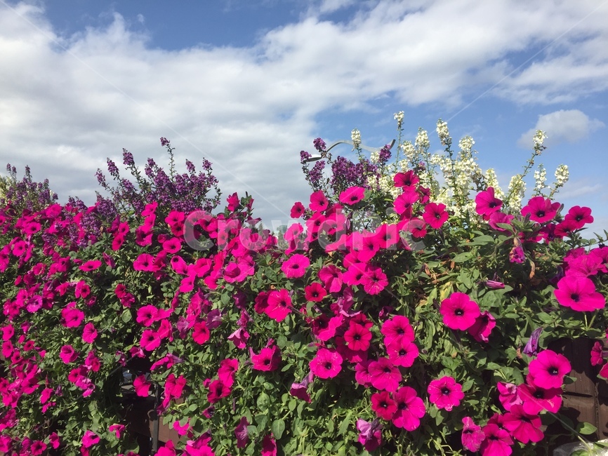 geranium,제라늄,flower,blossom,꽃,plant,식물,식물,자연,plants,nature,꽃,flower
