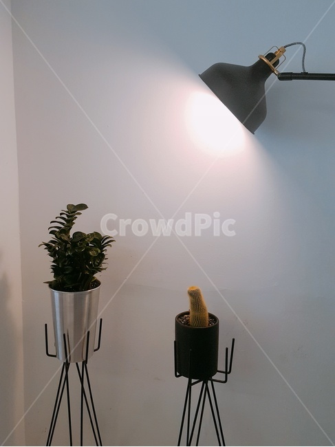 조명,선인장,화분,인테리어,카페,실내용화초,화분,화초,house plant