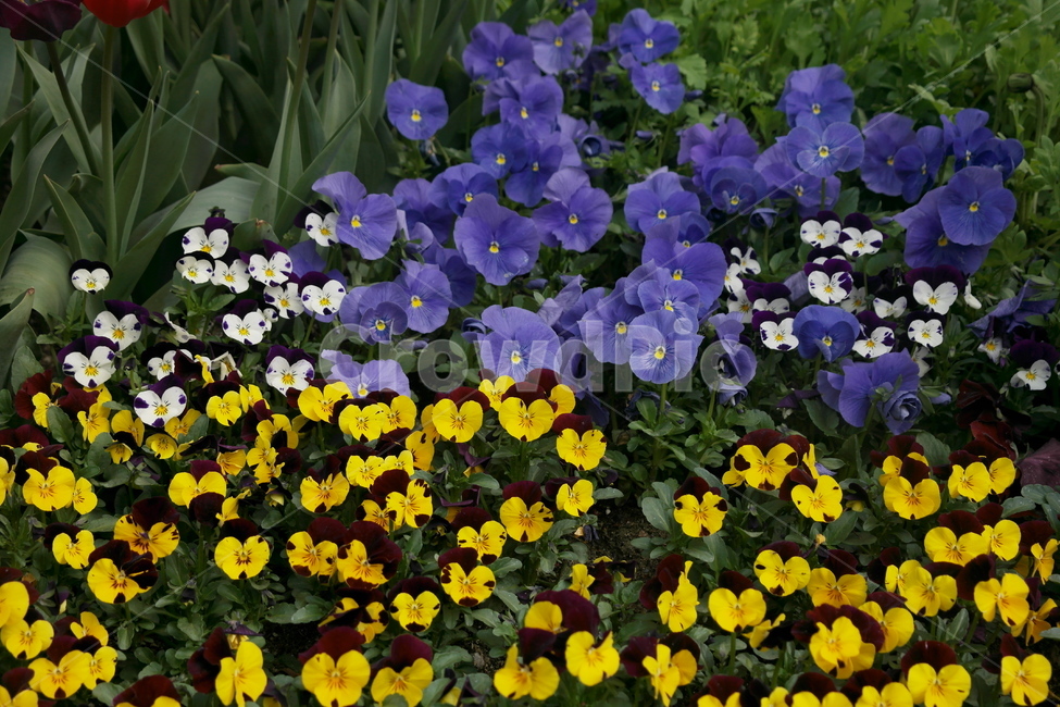 봄,잎사귀,꽃,팬지,삼색제비꽃,제비꽃,식물,자연,plants,nature,꽃,flower