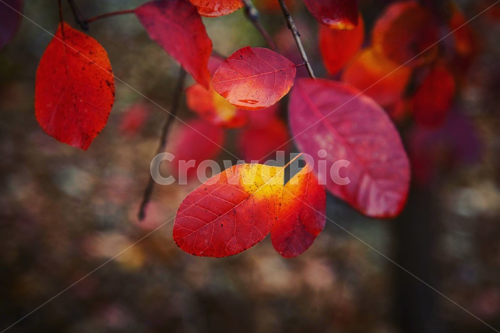 가을,수목원,단풍,낙엽,원대수목원,감성사진,가을,계절,fall,autumn,season,leaf,잎,plant,식물,veins,정맥