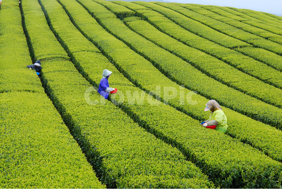 outdoors,옥외,nature,자연,field,들,녹차,사람,인물,인간,human,person,산업,industry,industrial,농업,농사,agriculture,farming,farming industry