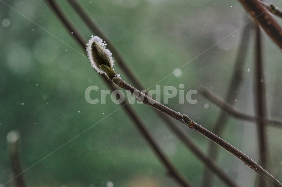 꽃봉우리,눈,눈꽃,목련화,목련,나무,식물,droplet,outdoors,작은물방울,옥외,nature,자연,겨울,계절,winter,season,식물,자연,plants,nature