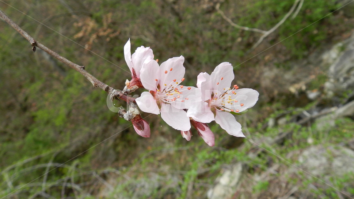 벚꽃,봄,야생화,분홍,식물,식물,자연,plants,nature,꽃,flower