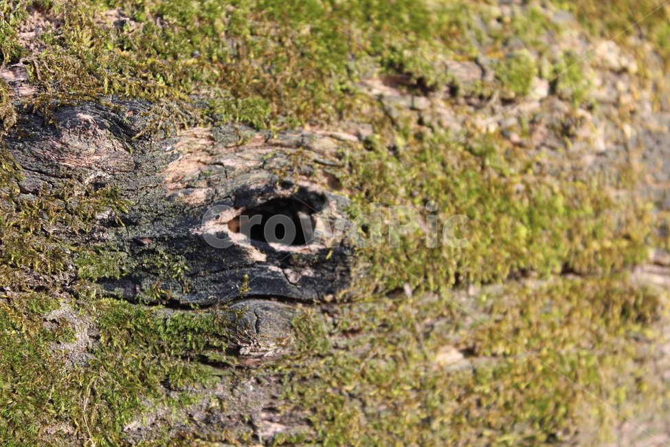 moss,tree,green,이끼,나무