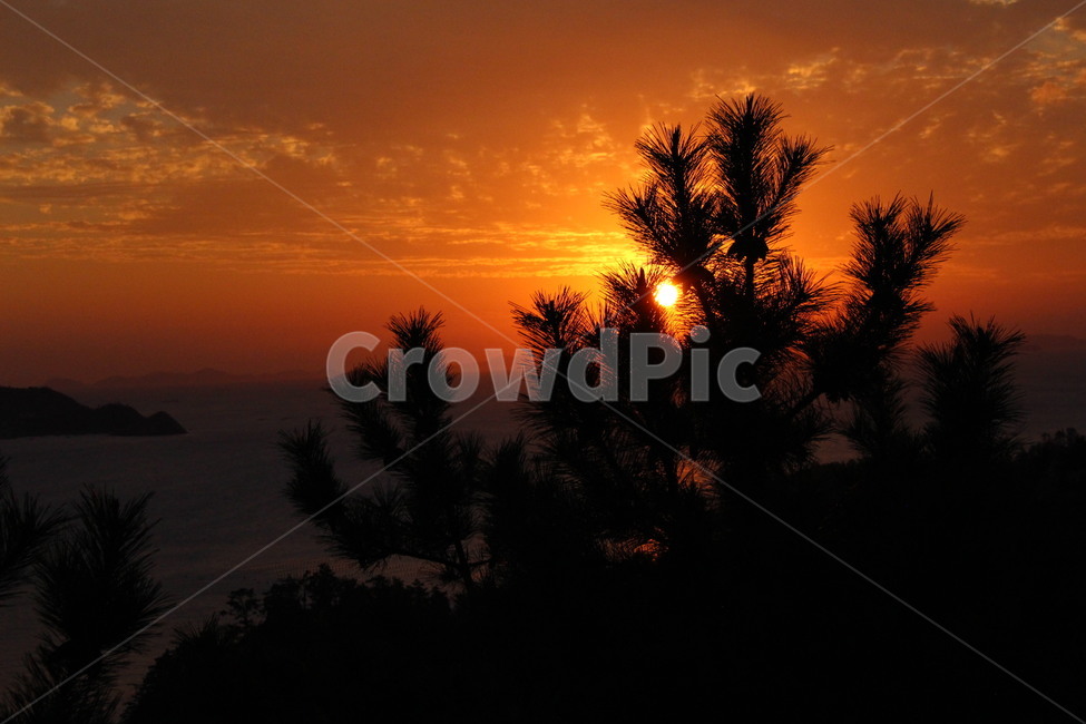 노을,일몰,소나무,나무,하늘,sunset,sky,자연,풍경,nature,landscape,식물,plants,나무,trees,wood,실루엣,그림자,silhouette,shadow,outdoors,옥외,red sky,붉은 하늘,dusk,황혼,dawn,새벽