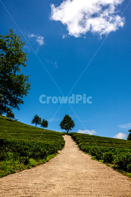road,도로,나무,path,통로,하늘,sky,tree