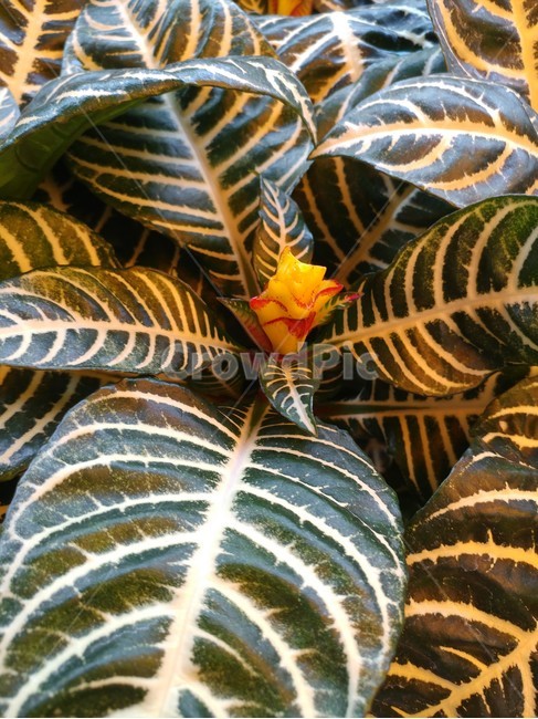 꽃,식물,자연,잎,봄,식물,자연,plants,nature