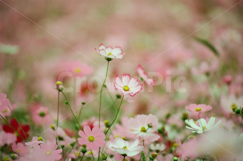 꽃,코스모스,꽃밭,흰색,분홍색,초록색,꽃축제,가을,계절,fall,autumn,season,식물,자연,plants,nature,꽃,flower,감성,sensible,feeling,plant,geranium,제라늄,blossom,petal,꽃잎