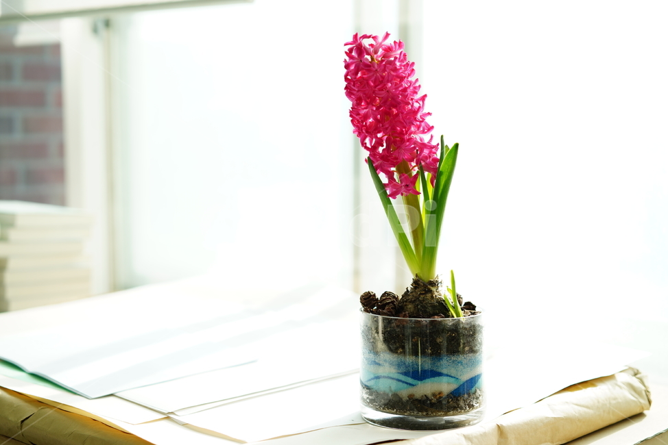 꽃,플라워,식물,생명,생물,핑크,분홍,컬러,color,flower,pink,화분,취미,녹색,그린,꽃,flower,실내용화초,화분,화초,house plant