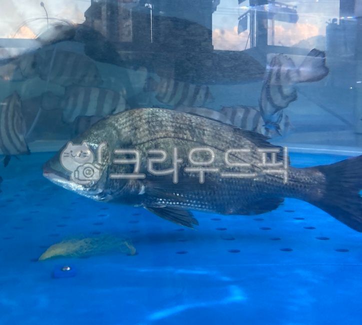 물고기,생선,횟집,수족관,바다