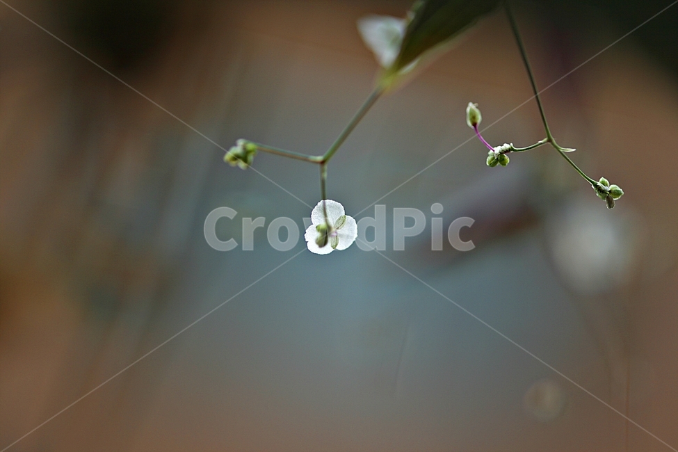 꽃,봄,식물,자연,플라워,산책,공원,식물,자연,plants,nature,꽃,flower