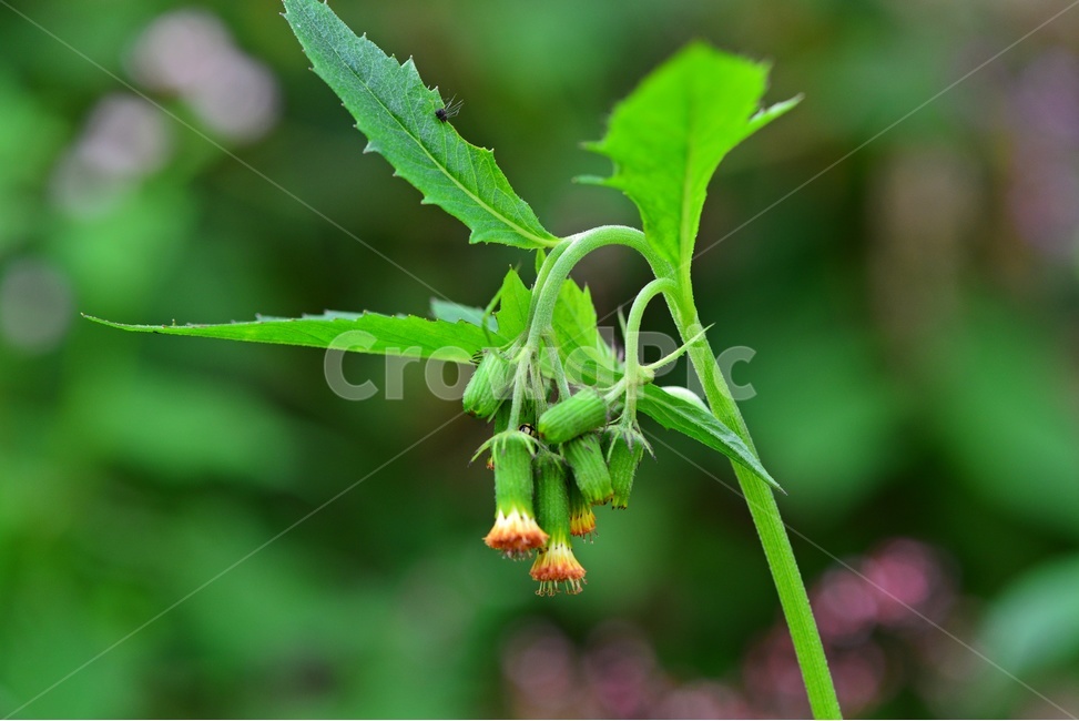 plant,식물,blossom,flower,꽃,나래박쥐나물