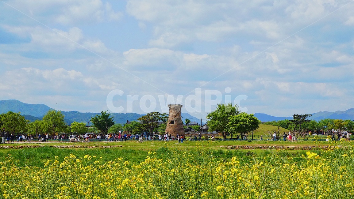 경주,첨성대,유채꽃,하늘,풍경,역사,traditional,자연,풍경,nature,landscape,한국자연풍경,한국자연경관,korea nature landscape,한국전통,한국문화,korean traditional,korean culture,랜드마크,landmark,tourist attraction,한국랜드마크,한국관광지,한국명소,korea landmark,korea tourist attraction,grassland,목초지,outdoors,옥외,field,들,farm,농장,meadow,rural,농촌