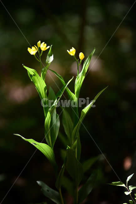 spring,wildflowers,yellow flower,Freshness,golden orchid,flower