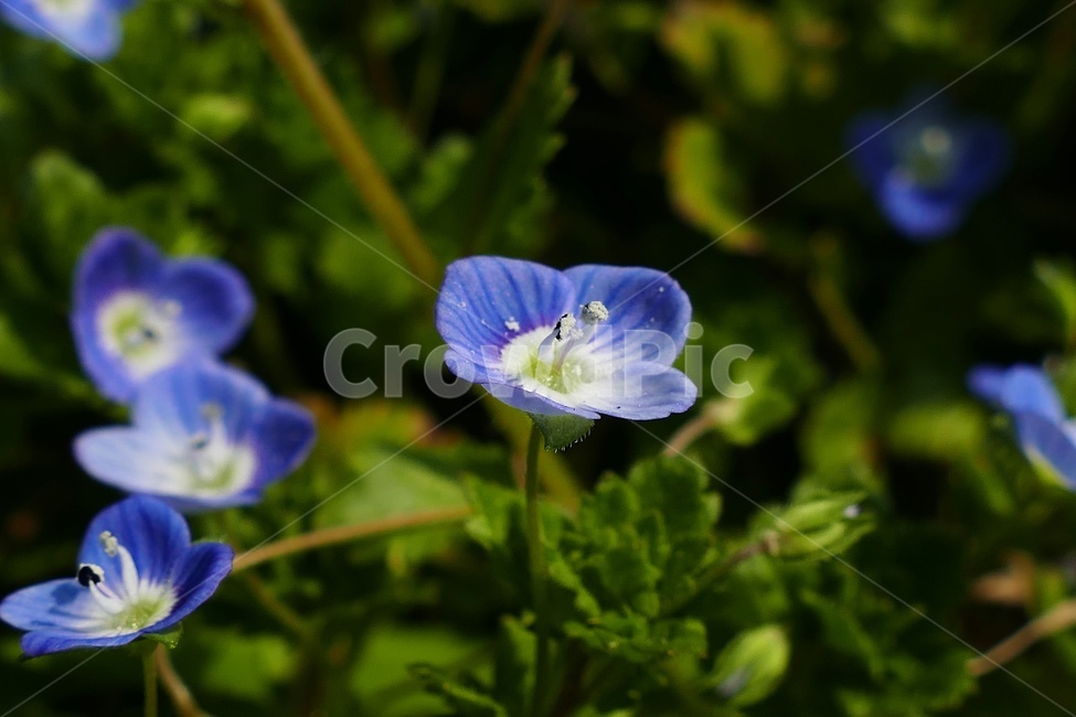 큰개불알,큰개불알꽃,꽃,야생화,식물,자연,접사,포커싱,식물,자연,plants,nature,꽃,flower