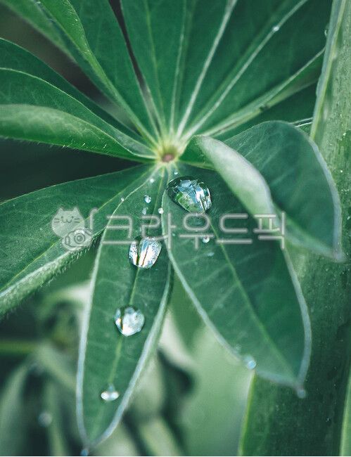 water drop,droplet,leaf water drop,plant,flower water drop,leaf,flower