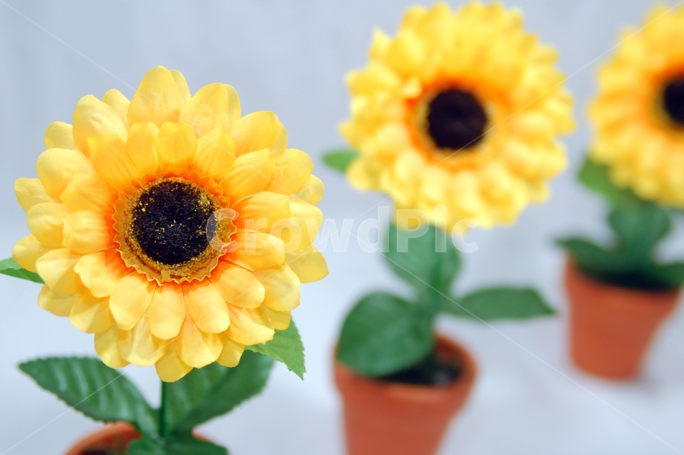 화분,조화,소품,디스플레이,해바라기,꽃,오브젝트,누끼,식물,장식품,꽃,flower,인테리어,실내디자인,interior design,사물,물건,오브젝트,thing,object,matter