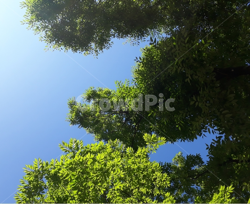 하늘,sky,나무,tree,잎,leaves,파랑,blue,녹새,green,색상,color,자연,nature,배경,background,자연,풍경,nature,landscape,plant,식물