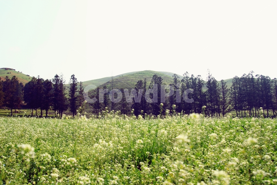 자연,풀,꽃,야생화,평원,풍경,landscape,nature,식물,plant,flower,자연,풍경,nature,landscape,outdoors,옥외,grassland,목초지,field,들,rural,농촌,farm,농장,meadow