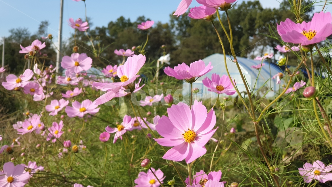 꽃,flower,코스모스,가을,핑크코스모스,가을,계절,fall,autumn,season,식물,자연,plants,nature,꽃,flower,plant,petal,꽃잎,blossom