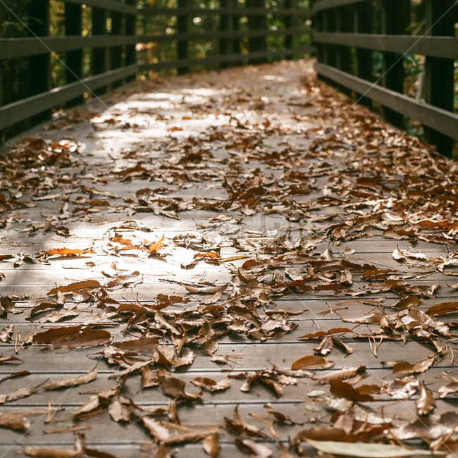 가을,단풍,낙엽,나무,나뭇잎,계절,fall,autumn,season,자연,풍경,nature,leaf,leaves,잎,식물,은행잎,감성,감성사진,빈티지,아날로그,필름,필름사진,필름카메라,film,filmcamera,sensible,feeling,가을,계절,fall,autumn,season