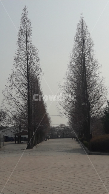 낭만,봄,길,호수공원,구도,식물,자연,plants,nature,나무,trees,wood