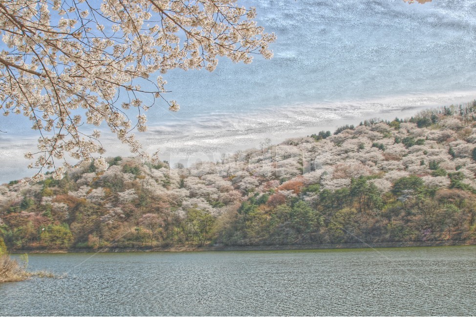 벚꽃,호수,풍경화,자연,풍경,봄,계절,spring,season,자연,풍경,nature,landscape,plant,식물