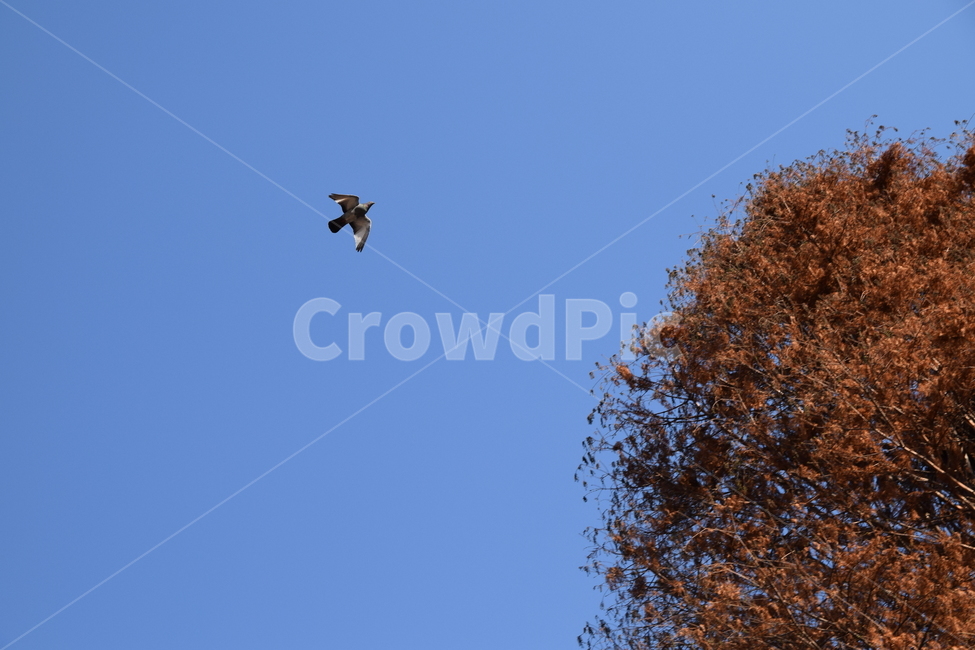 비둘기,조류,새,날개,나무,버드,bird,pigeon,갈색잎