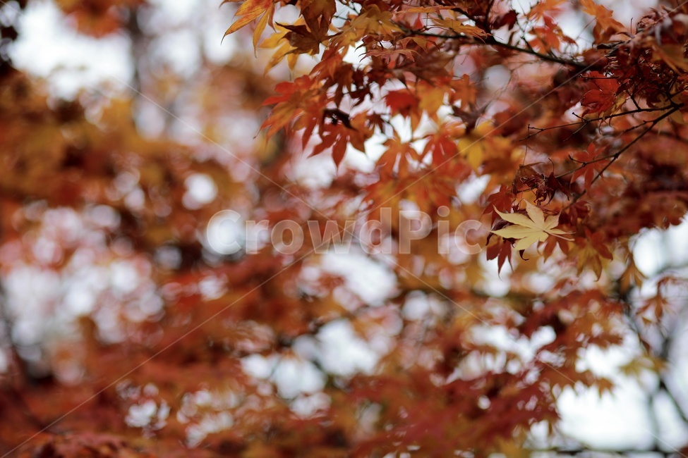 단풍,가을,공원,나뭇가지,maple,fall,park,tree,가을,계절,fall,autumn,season,식물,자연,plants,nature,leaf,잎,plant,나무