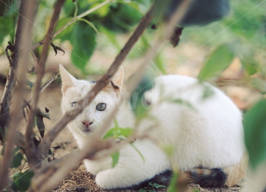 동물,고양이,야옹이,캐논사진,빛모아농원,나리,궁댕이아기,cat,동물,animal,포유류,mammal,고양이,cat,kitten,kitty,감성,sensible,feeling