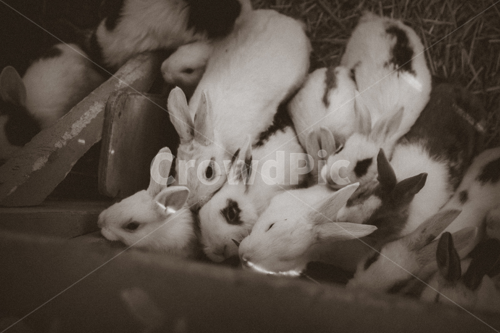 토끼,동물,반려동물,흑백,감성,동물,animal,포유류,mammal