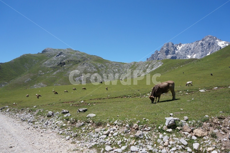 자연,스페인,풍경,휴가,봄,유럽,nature,spain,landscape,holiday,europe,소,cow,cattle,가축,목초지,산,동물,animal,포유류,mammal,목축업,목장,livestock farming,ranching,pasture
