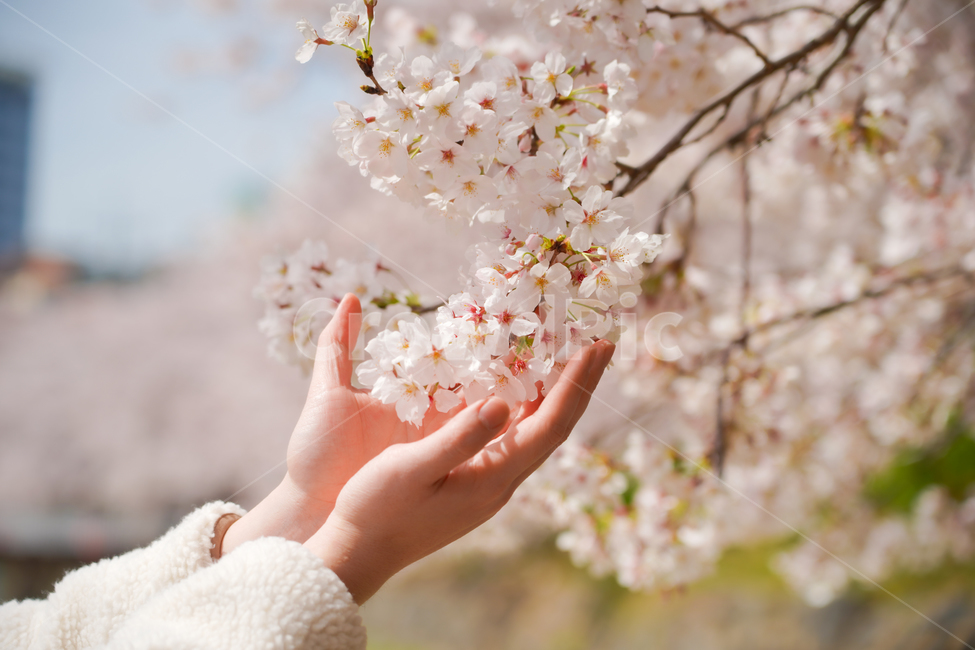 벚꽃,봄꽃,꽃,손,사람,신체일부,계절,자연,식물,사쿠라,감성,flower,nature,cherryblossom,봄,계절,spring,season,식물,자연,plants,nature,꽃,flower,감성,sensible,feeling