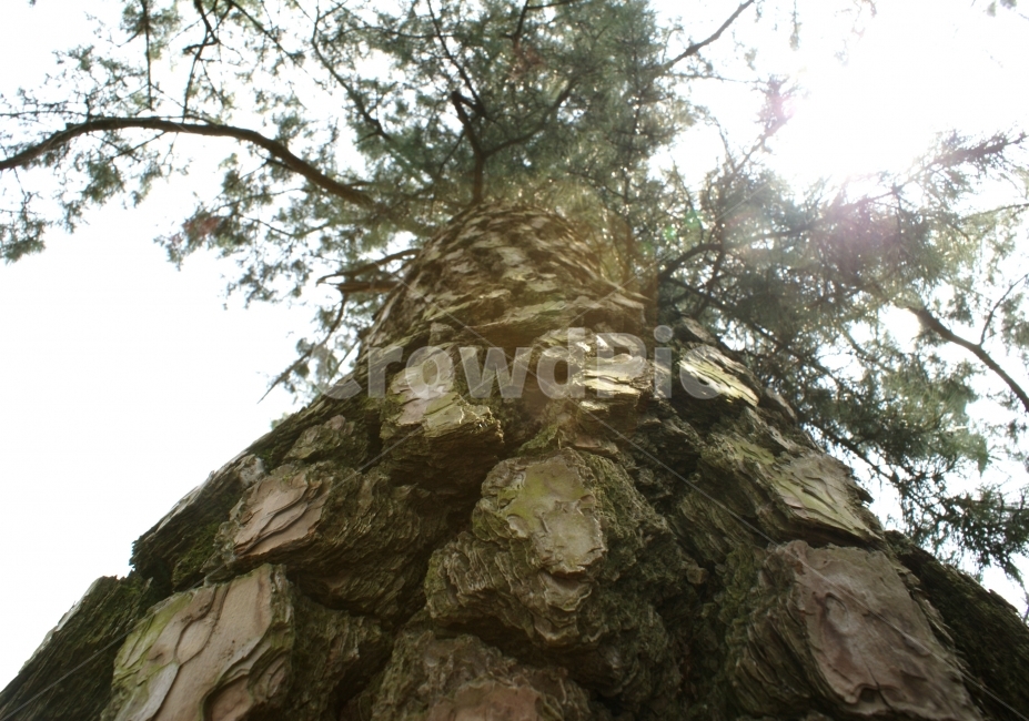 소나무,나무,나무껍질,자연,풍경,식물,자연,plants,nature,나무,trees,wood