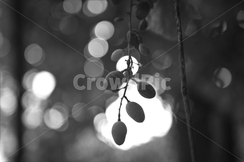 포도,자연,식물,빛,줄기,흑백,모노톤,monochrome,black and white