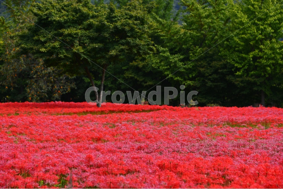 고창,선운사,꽃무릇,꽃무릇축제,plant,식물,blossom,flower,꽃