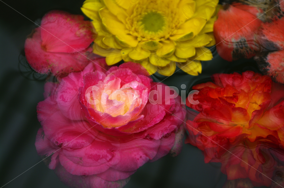 꽃,식물,flower,plant,color,식물,자연,plants,nature,꽃,flower