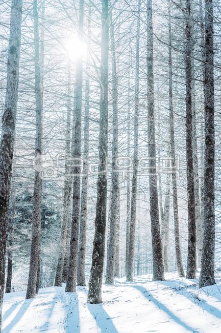 겨울숲속,추운겨울,겨울,눈,겨울감성,추운숲속,winter,snow,forest,자연,nature,outdoors,아웃도어,스노우보드,리조트,스키,노르웨이,북유럽,캐나다