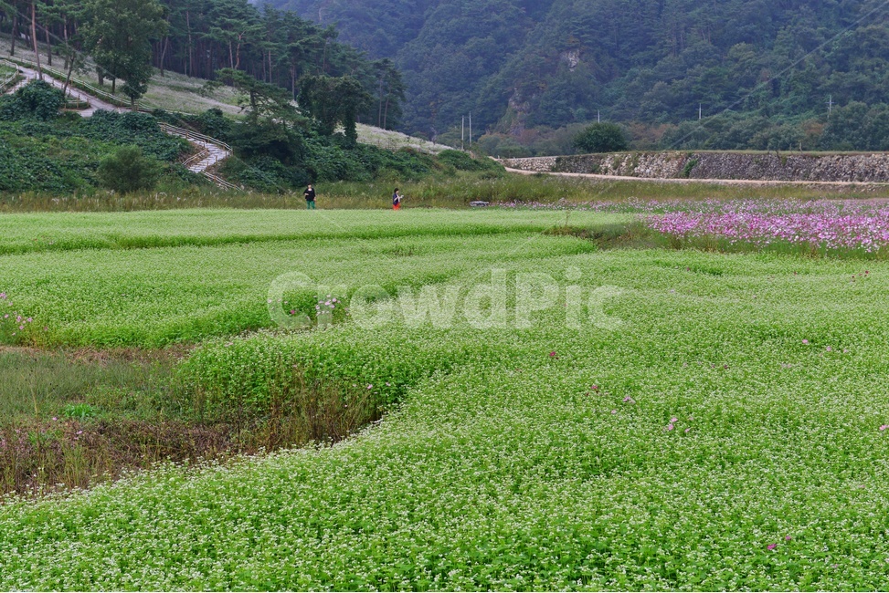 nature,자연,outdoors,옥외,plant,식물,field,들,farm,농장,rural,농촌,정읍,구절초공원,구절초,코스모스,메밀밭
