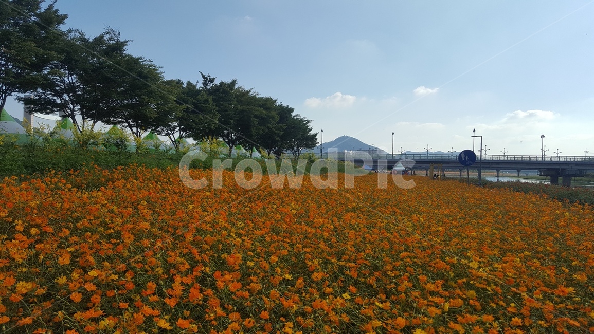 황룡강,꽃,flower,황화코스모스,식물