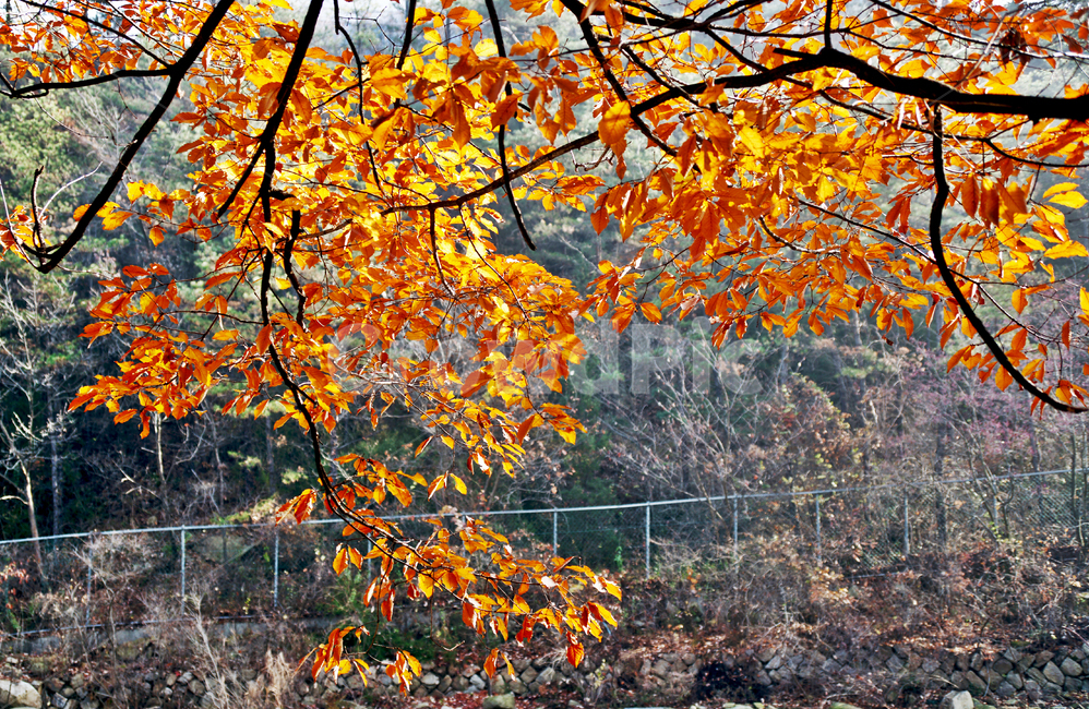 가을,낙엽,붉은색,단풍,고엽,가을,계절,fall,autumn,season,plant,식물,leaf,잎,tree,나무,maple