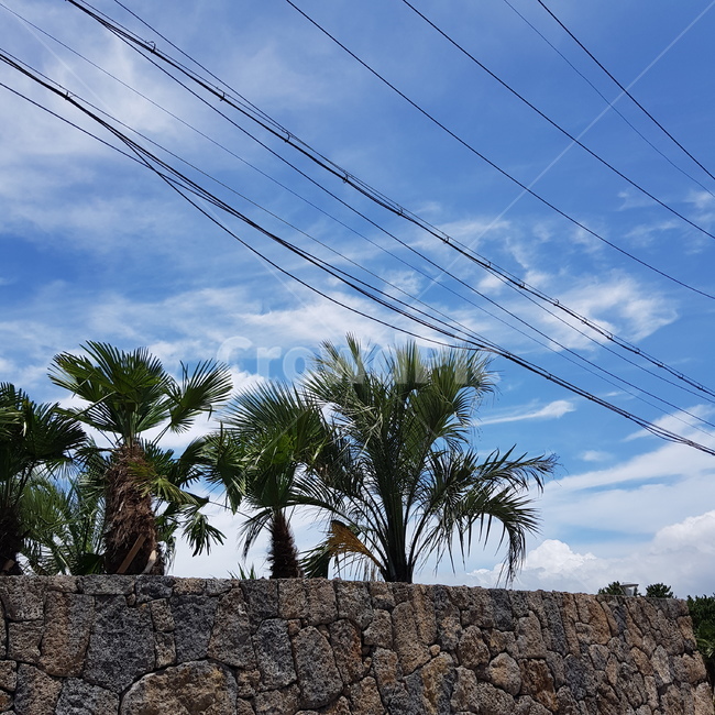 야자수,돌담,하늘,구름,나무,tree,palmtree,자연,풍경,nature,landscape