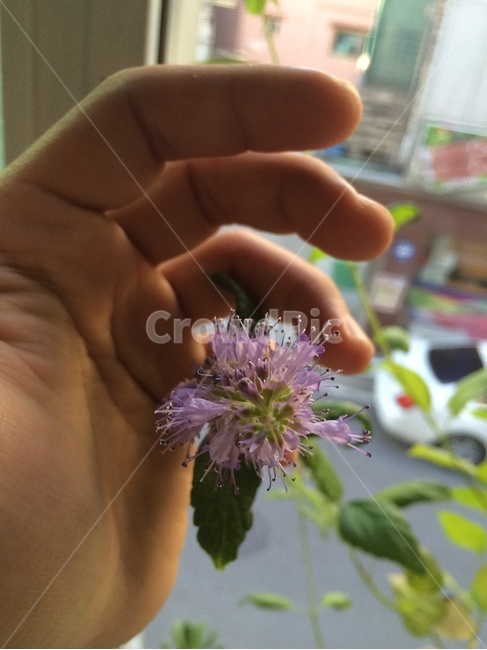 손,손가락,꽃,풍경,자연,식물,자연,plants,nature,꽃,flower