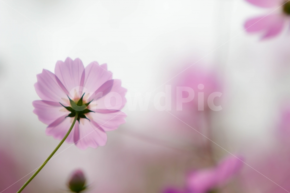 꽃,코스모스,가을,하늘하늘,역광,뽀샤시,가을,계절,fall,autumn,season,식물,자연,plants,nature,꽃,flower,감성,sensible,feeling,plant