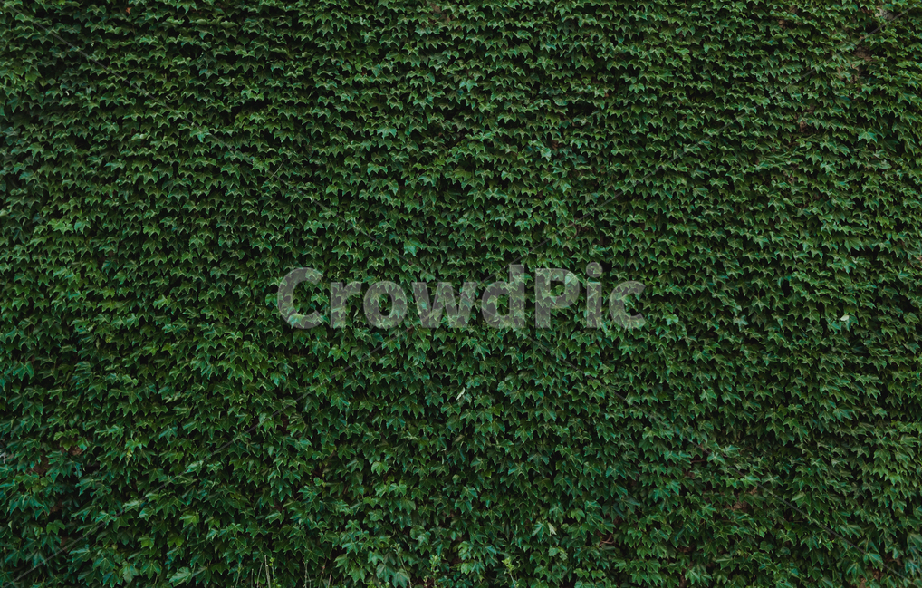 아이비,넝쿨,배경,담장,담쟁이,식물,자연,plants,nature,텍스처,질감,패턴,texture,pattern