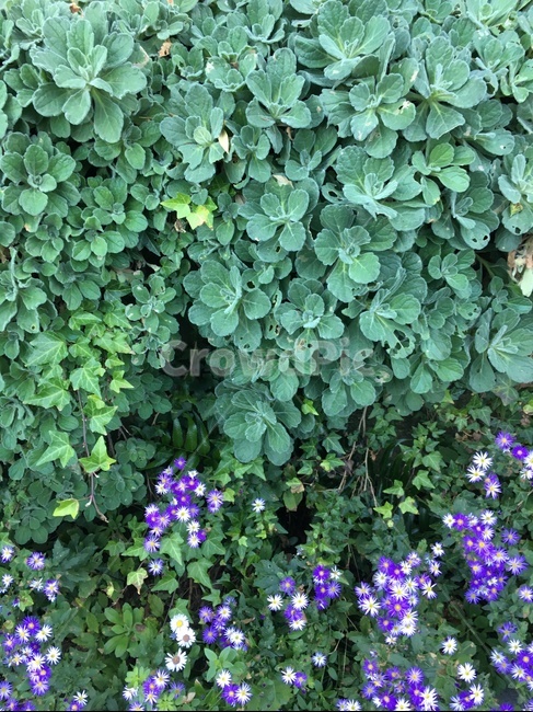 꽃,허브,보라,자연,환경,식물,자연,plants,nature