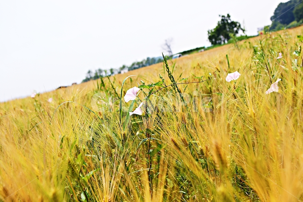 나팔꽃,보리밭,꽃,보리,곡식,자연,식물